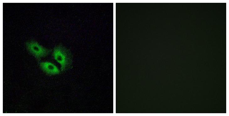 OR4E2 Antibody - Peptide - + Immunofluorescence analysis of A549 cells, using OR4E2 antibody.