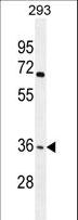 OR4F15 Antibody - OR4F15 Antibody western blot of 293 cell line lysates (35 ug/lane). The OR4F15 antibody detected the OR4F15 protein (arrow).