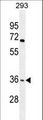 OR4F15 Antibody - OR4F15 Antibody western blot of 293 cell line lysates (35 ug/lane). The OR4F15 antibody detected the OR4F15 protein (arrow).