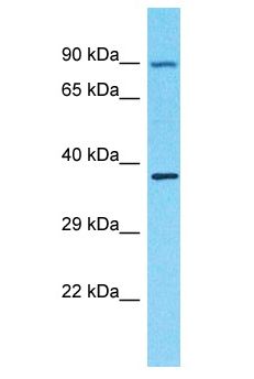 OR4F3 Antibody - OR4F3 antibody Western Blot of PANC1. Antibody dilution: 1 ug/ml.  This image was taken for the unconjugated form of this product. Other forms have not been tested.