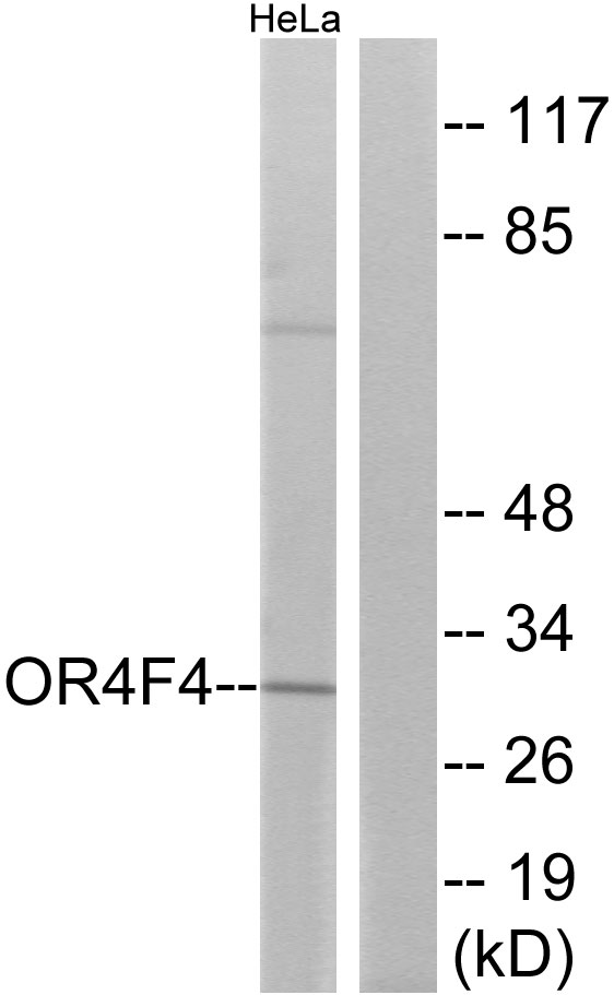 OR4F4 Antibody - Western blot analysis of lysates from HeLa cells, using OR4F4 Antibody. The lane on the right is blocked with the synthesized peptide.