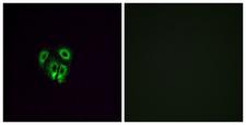 OR4F4 Antibody - Peptide - + Immunofluorescence analysis of A549 cells, using OR4F4 antibody.