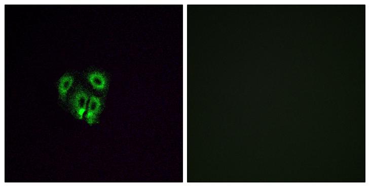 OR4F4 Antibody - Peptide - + Immunofluorescence analysis of A549 cells, using OR4F4 antibody.