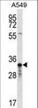 OR4F5 Antibody - OR4F5 Antibody western blot of A549 cell line lysates (35 ug/lane). The OR4F5 antibody detected the OR4F5 protein (arrow).