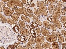 OR4K1 Antibody - Immunochemical staining of human OR4K1 in human kidney with rabbit polyclonal antibody at 1:100 dilution, formalin-fixed paraffin embedded sections.