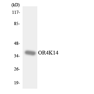 OR4K14 Antibody - Western blot analysis of the lysates from HepG2 cells using OR4K14 antibody.