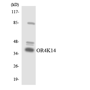 OR4K14 Antibody - Western blot analysis of the lysates from COLO205 cells using OR4K14 antibody.