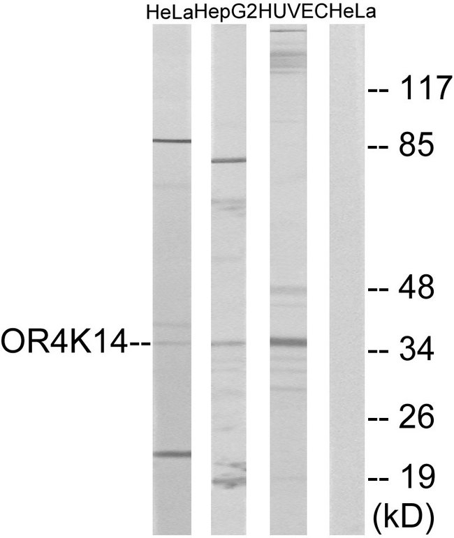 OR4K14 Antibody - Western blot analysis of lysates from HeLa, HepG2, and HUVEC cells, using OR4K14 Antibody. The lane on the right is blocked with the synthesized peptide.