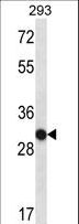 OR4K14 Antibody - OR4K14 Antibody western blot of 293 cell line lysates (35 ug/lane). The OR4K14 antibody detected the OR4K14 protein (arrow).