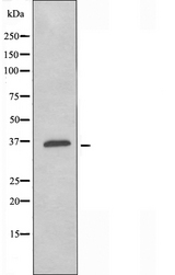 OR4K14 Antibody - Western blot analysis of extracts of COS-7 cells using OR4K14 antibody.