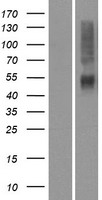 OR4K14 Protein - Western validation with an anti-DDK antibody * L: Control HEK293 lysate R: Over-expression lysate