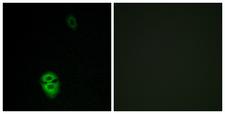 OR4K17 Antibody - Peptide - + Immunofluorescence analysis of Jurkat cells, using OR4K17 antibody.