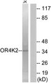 OR4K2 Antibody - Western blot analysis of lysates from Jurkat cells, using OR4K2 Antibody. The lane on the right is blocked with the synthesized peptide.