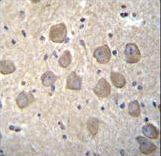 OR4K2 Antibody - OR4K2 Antibody immunohistochemistry of formalin-fixed and paraffin-embedded human brain tissue followed by peroxidase-conjugated secondary antibody and DAB staining.