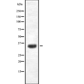 OR4K2 Antibody - Western blot analysis OR4K2 using Jurkat whole cells lysates