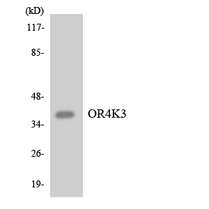OR4K3 Antibody - Western blot analysis of the lysates from HeLa cells using OR4K3 antibody.