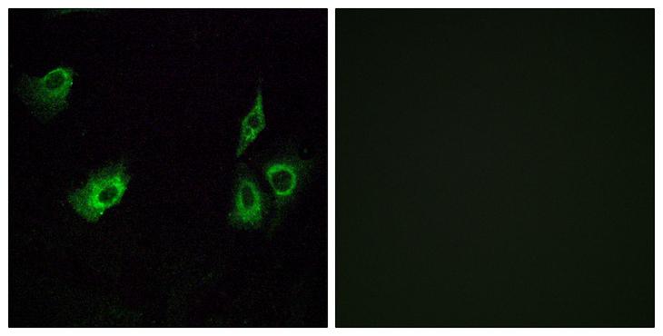 OR4K3 Antibody - Peptide - + Immunofluorescence analysis of A549 cells, using OR4K3 antibody.