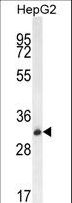 OR4K5 Antibody - OR4K5 Antibody western blot of HepG2 cell line lysates (35 ug/lane). The OR4K5 antibody detected the OR4K5 protein (arrow).