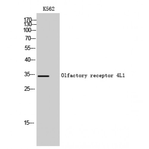 OR4L1 Antibody - Western blot of Olfactory receptor 4L1 antibody