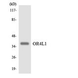 OR4L1 Antibody - Western blot analysis of the lysates from HepG2 cells using OR4L1 antibody.