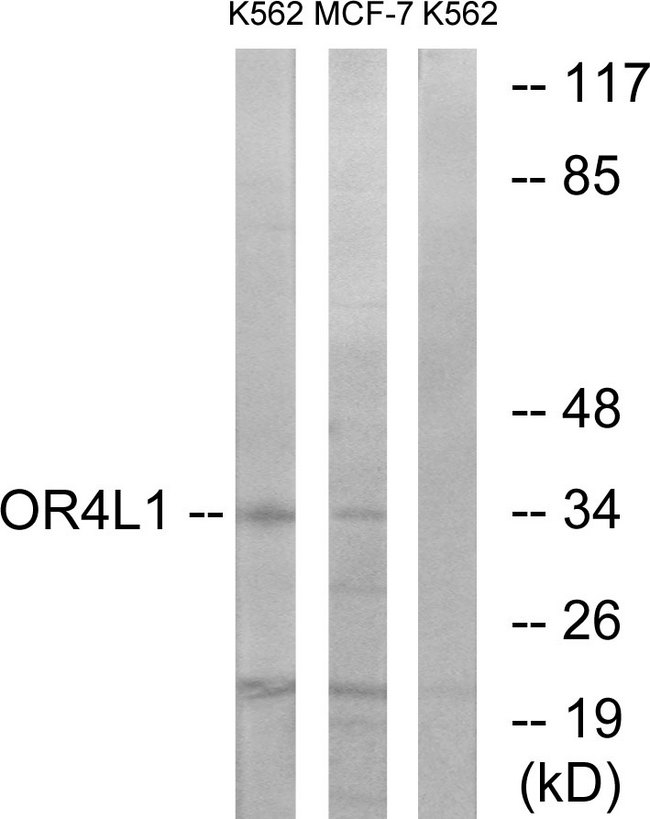 OR4L1 Antibody - Western blot analysis of lysates from K562 and MCF-7 cells, using OR4L1 Antibody. The lane on the right is blocked with the synthesized peptide.