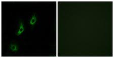 OR4L1 Antibody - Peptide - + Immunofluorescence analysis of COS-7 cells, using OR4L1 antibody.