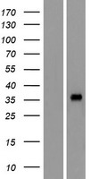 OR4L1 Protein - Western validation with an anti-DDK antibody * L: Control HEK293 lysate R: Over-expression lysate