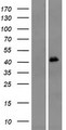 OR4M1 Protein - Western validation with an anti-DDK antibody * L: Control HEK293 lysate R: Over-expression lysate