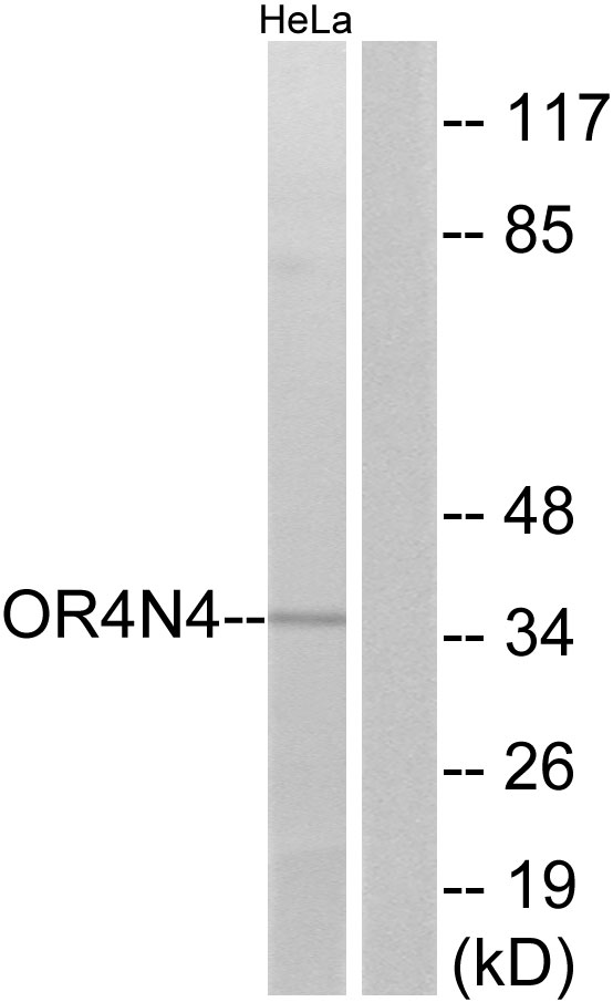 OR4N4 Antibody - Western blot analysis of lysates from HeLa cells, using OR4N4 Antibody. The lane on the right is blocked with the synthesized peptide.