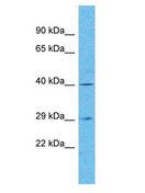 OR4N5 Antibody - OR4N5 antibody Western Blot of Jurkat. Antibody dilution: 1 ug/ml.  This image was taken for the unconjugated form of this product. Other forms have not been tested.