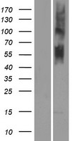 OR4N5 Protein - Western validation with an anti-DDK antibody * L: Control HEK293 lysate R: Over-expression lysate