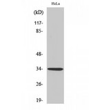 OR4P4 Antibody - Western blot of Olfactory receptor 4P4 antibody