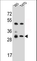 OR4P4 Antibody - OR4P4 Antibody western blot of 293,T47D cell line lysates (35 ug/lane). The OR4P4 antibody detected the OR4P4 protein (arrow).