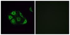OR4P4 Antibody - Immunofluorescence analysis of A549 cells, using OR4P4 Antibody. The picture on the right is blocked with the synthesized peptide.