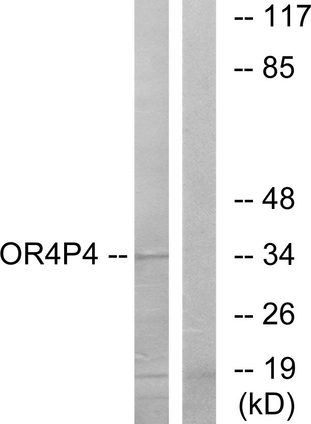 OR4P4 Antibody - Western blot analysis of lysates from HeLa cells, using OR4P4 Antibody. The lane on the right is blocked with the synthesized peptide.