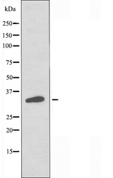 OR4P4 Antibody - Western blot analysis of extracts of HeLa cells using OR4P4 antibody.