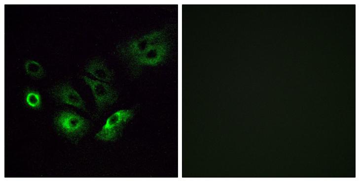 OR4Q3 Antibody - Peptide - + Immunofluorescence analysis of A549 cells, using OR4Q3 antibody.