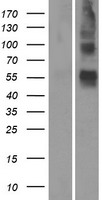 OR4S1 Protein - Western validation with an anti-DDK antibody * L: Control HEK293 lysate R: Over-expression lysate