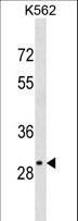 OR4S2 Antibody - OR4S2 Antibody western blot of K562 cell line lysates (35 ug/lane). The OR4S2 antibody detected the OR4S2 protein (arrow).