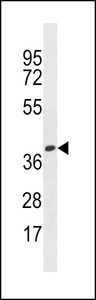 OR4X1 Antibody - OR4X1 Antibody western blot of HepG2 cell line lysates (35 ug/lane). The OR4X1 antibody detected the OR4X1 protein (arrow).