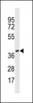 OR4X1 Antibody - OR4X1 Antibody western blot of HepG2 cell line lysates (35 ug/lane). The OR4X1 antibody detected the OR4X1 protein (arrow).