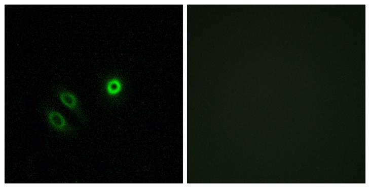 OR4X1 Antibody - Peptide - + Immunofluorescence analysis of A549 cells, using OR4X1 antibody.