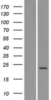 OR4X1 Protein - Western validation with an anti-DDK antibody * L: Control HEK293 lysate R: Over-expression lysate
