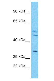 OR4X2 Antibody - OR4X2 antibody Western Blot of HepG2. Antibody dilution: 1 ug/ml.  This image was taken for the unconjugated form of this product. Other forms have not been tested.