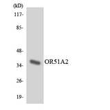 OR51A2 Antibody - Western blot analysis of the lysates from COLO205 cells using OR51A2 antibody.