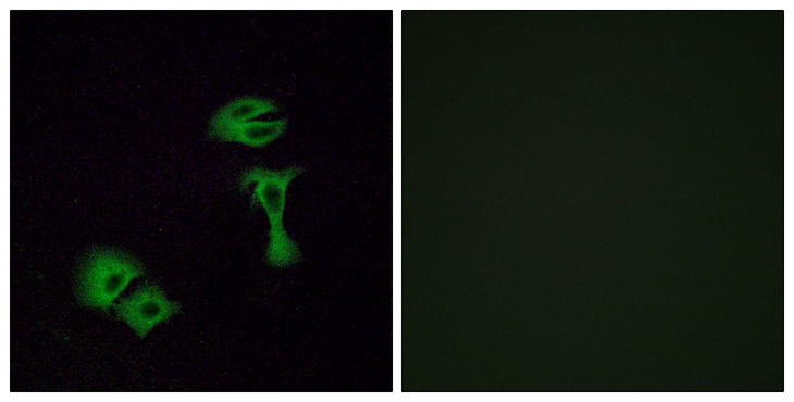 OR51A2 Antibody - Immunofluorescence analysis of A549 cells, using OR51A2 Antibody. The picture on the right is blocked with the synthesized peptide.