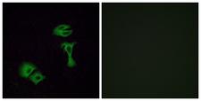 OR51A2 Antibody - Immunofluorescence analysis of A549 cells, using OR51A2 Antibody. The picture on the right is blocked with the synthesized peptide.