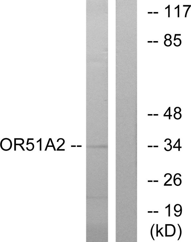 OR51A2 Antibody - Western blot analysis of lysates from K562 cells, using OR51A2 Antibody. The lane on the right is blocked with the synthesized peptide.