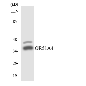 OR51A4 Antibody - Western blot analysis of the lysates from HepG2 cells using OR51A4 antibody.