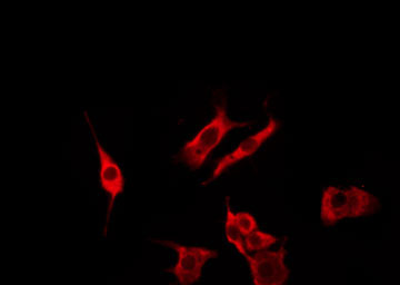 OR51A4 Antibody - Staining HeLa cells by IF/ICC. The samples were fixed with PFA and permeabilized in 0.1% Triton X-100, then blocked in 10% serum for 45 min at 25°C. The primary antibody was diluted at 1:200 and incubated with the sample for 1 hour at 37°C. An Alexa Fluor 594 conjugated goat anti-rabbit IgG (H+L) Ab, diluted at 1/600, was used as the secondary antibody.